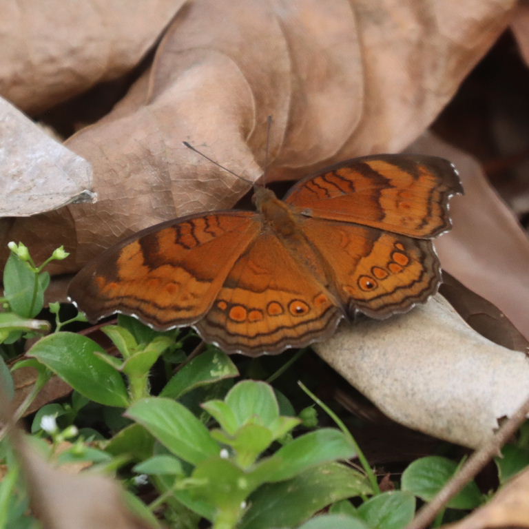 Brown Pansy Butterfly