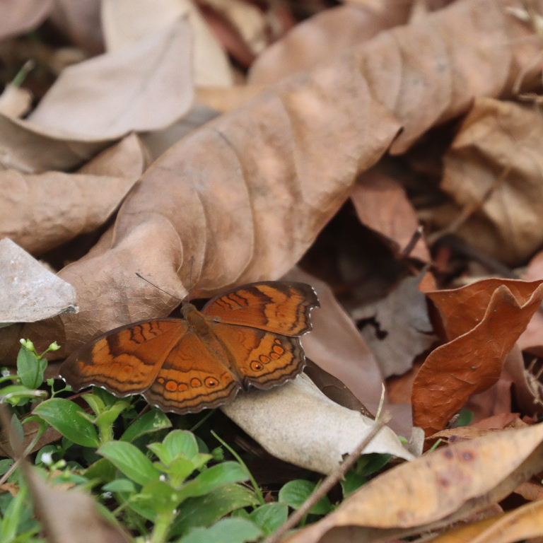 Brown Pansy Butterfly
