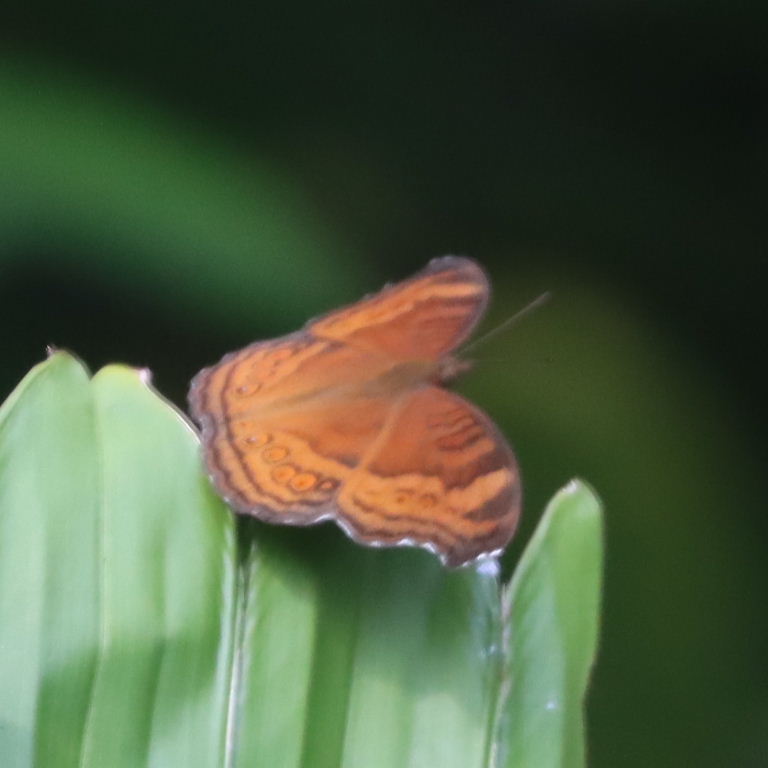 Brown Pansy Butterfly