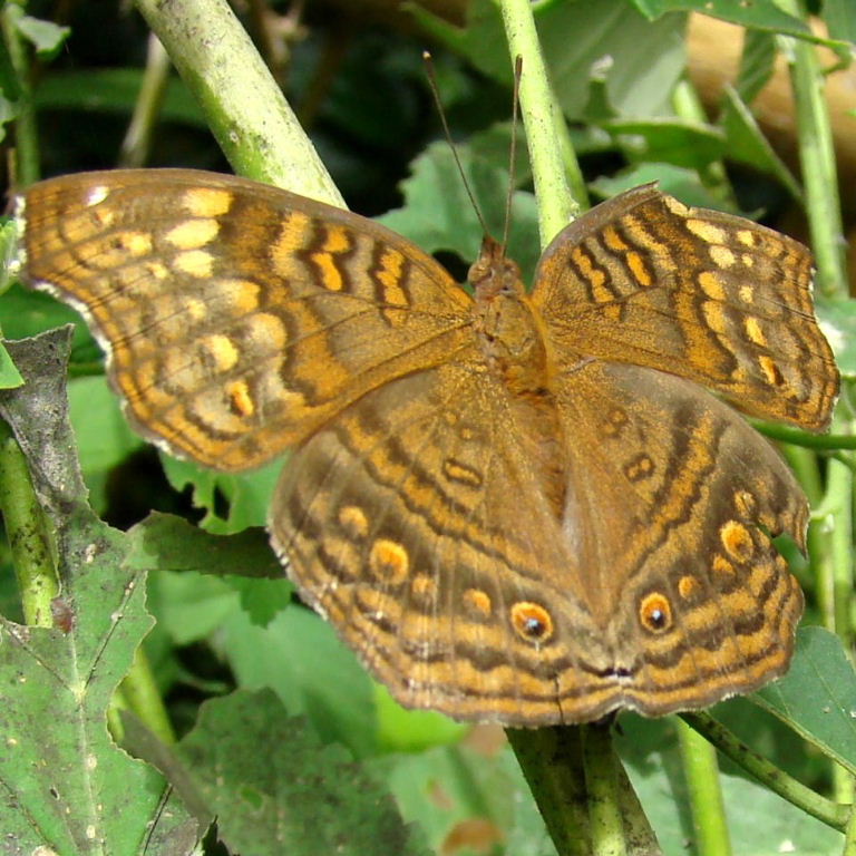 Golden Pansy Butterfly
