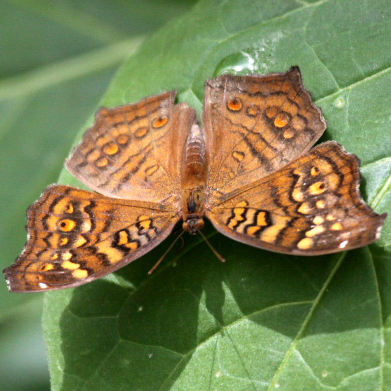 Golden Pansy Butterfly