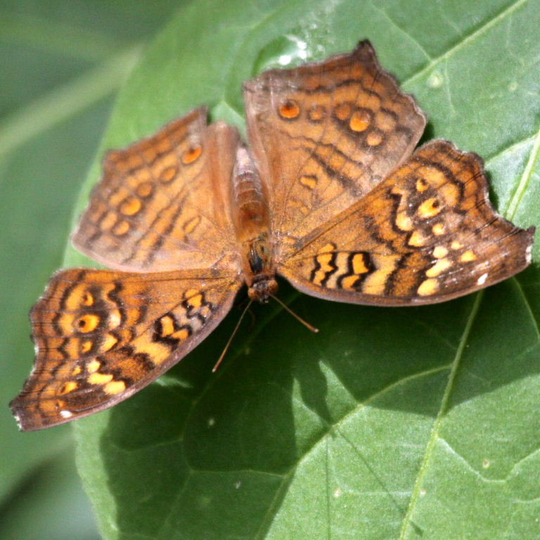 Golden Pansy Butterfly