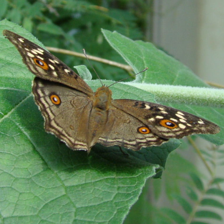 Lemon Pansy Butterfly