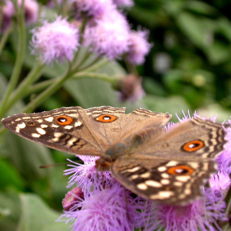 Lemon Pansy Butterfly