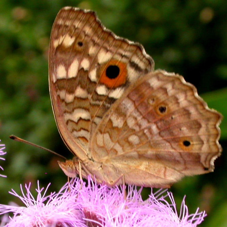Lemon Pansy Butterfly side