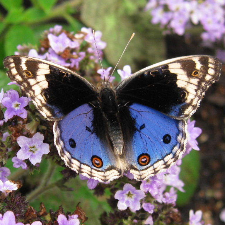 blue-pansy-butterflies