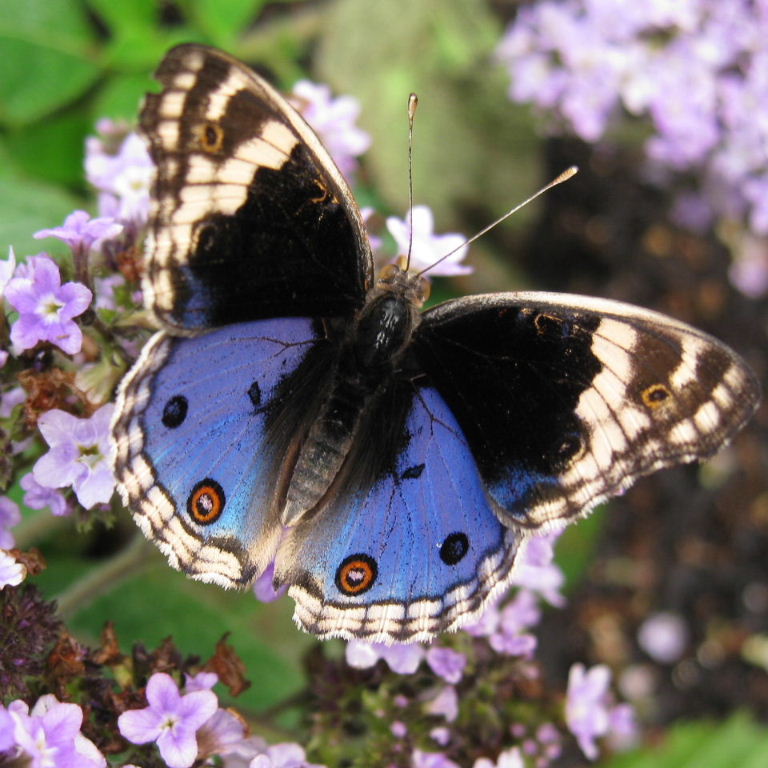 Blue Pansy Butterfly
