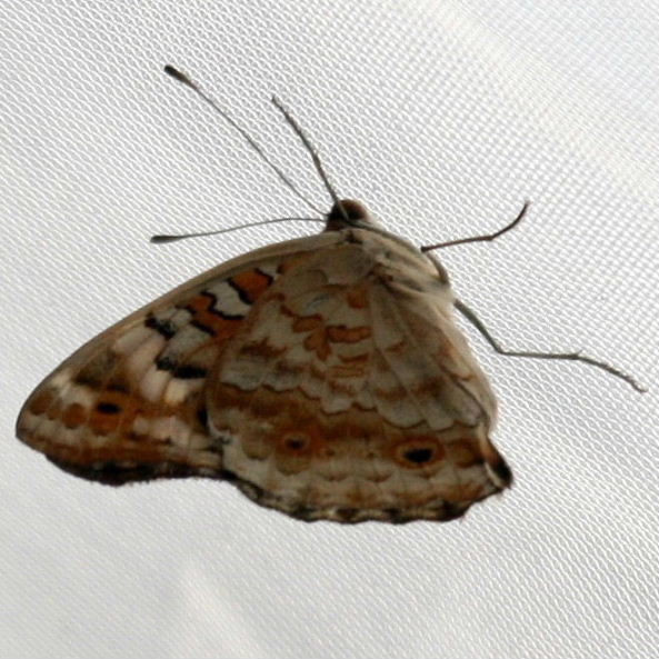 Blue Pansy Butterfly