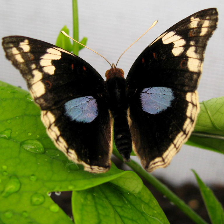 Dark Blue Pansy Butterfly