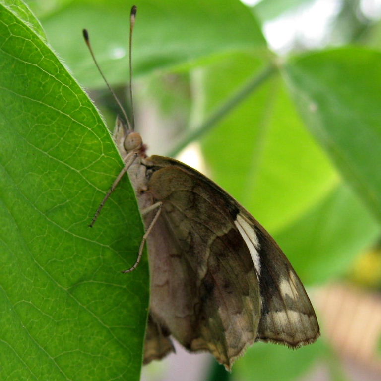Dark Blue Pansy Butterfly