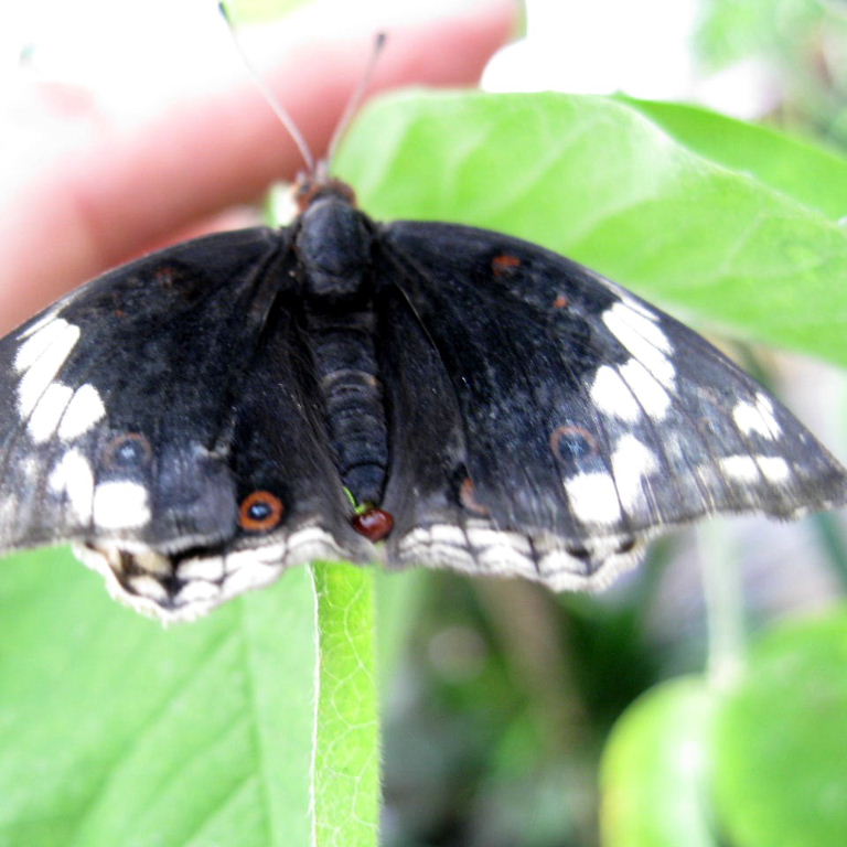 Dark Blue Pansy Butterfly