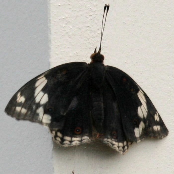 Dark Blue Pansy Butterfly
