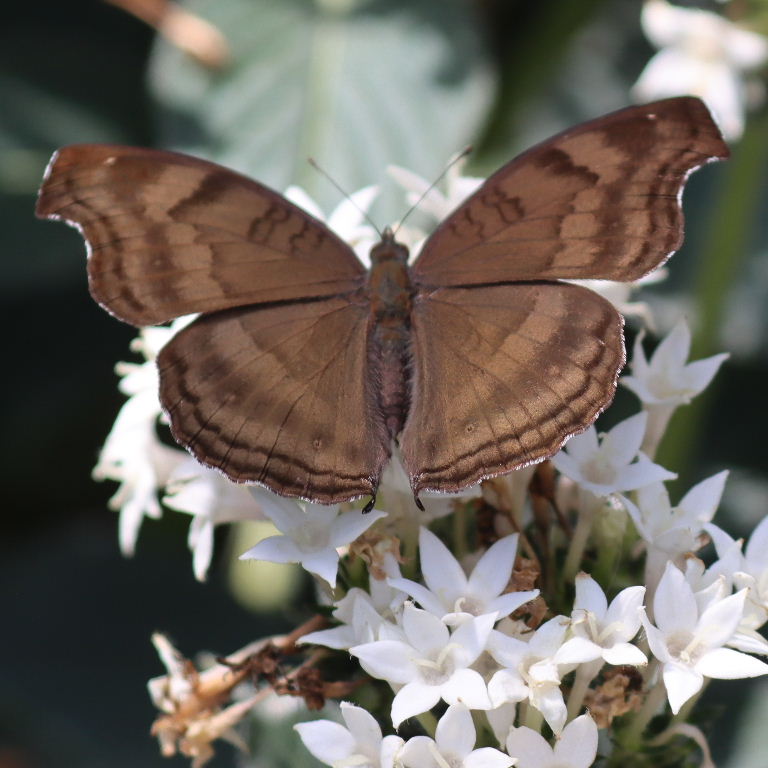 Milk Chocolate Pansy Butterfly