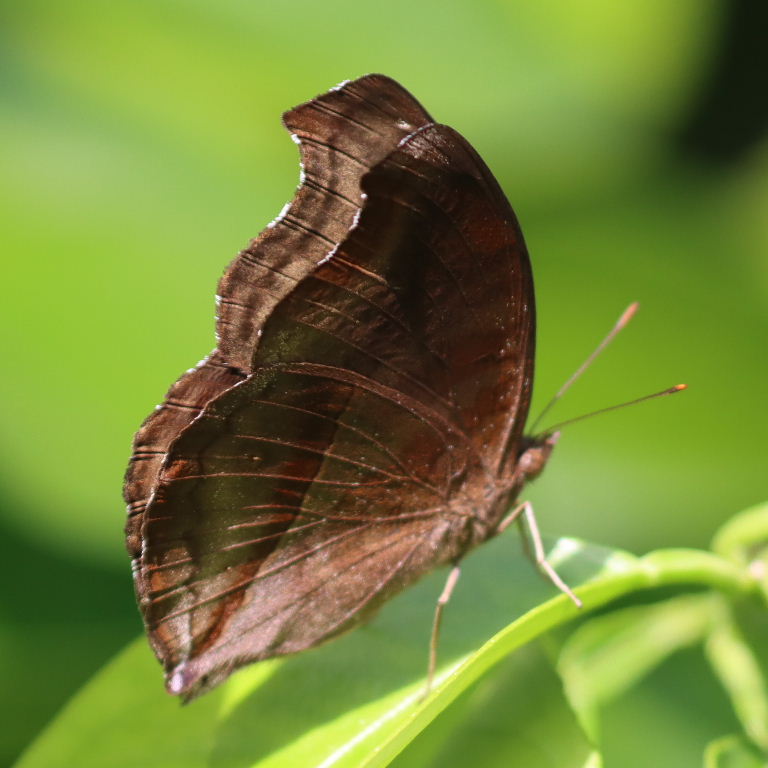 Chocolate Pansy Butterfly male side