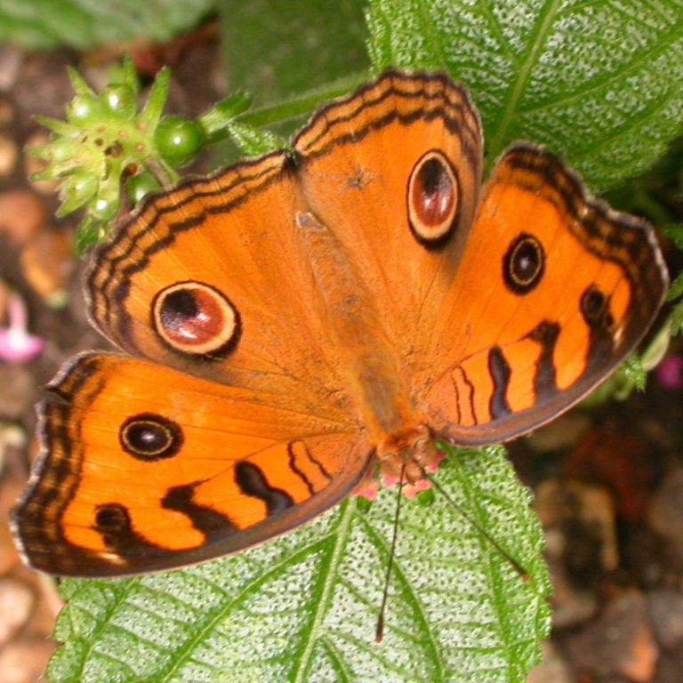 peacock-pansy-butterfly
