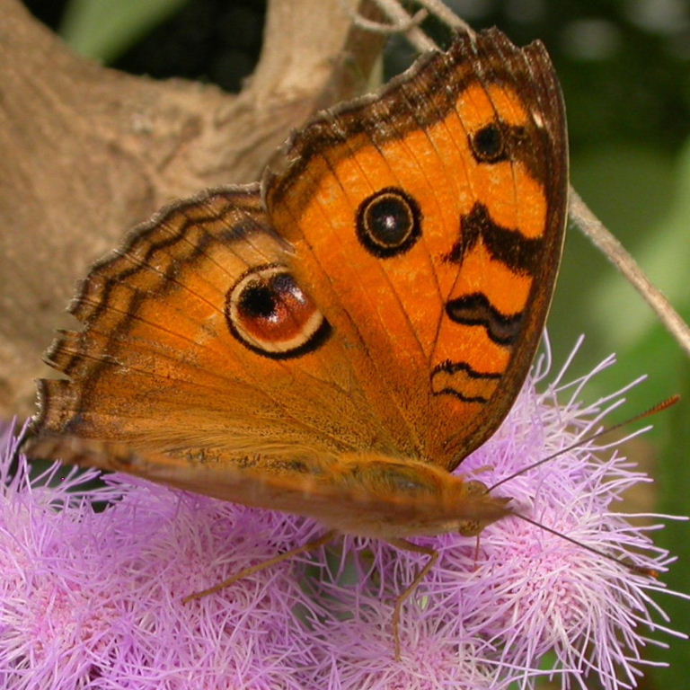 Peacock Pansy Butterfly