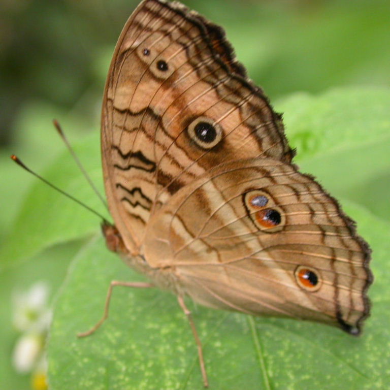 Peacock Pansy Butterfly Information