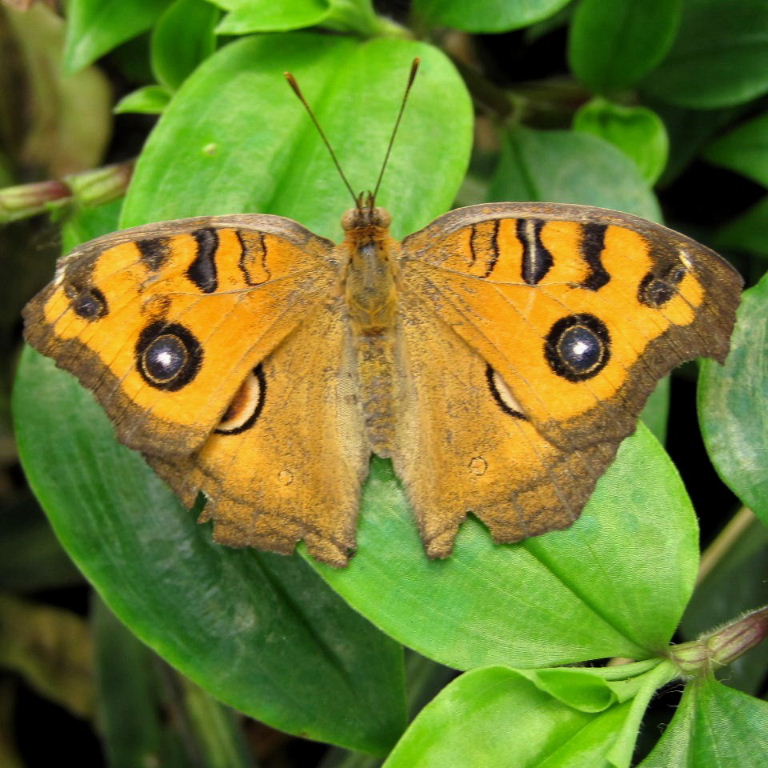 Peacock Pansy Butterfly