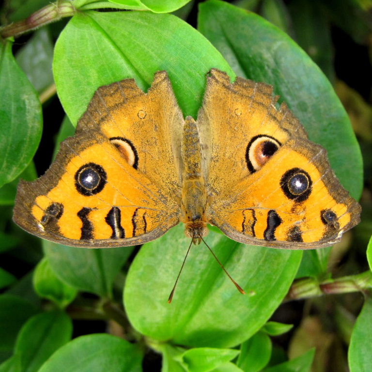 Peacock Pansy Butterfly