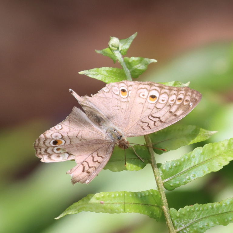 Grey Pansy Butterfly, tattered, Singapore