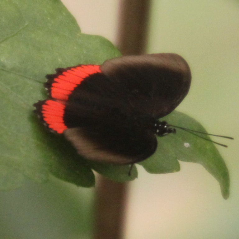 Red Rim Butterfly