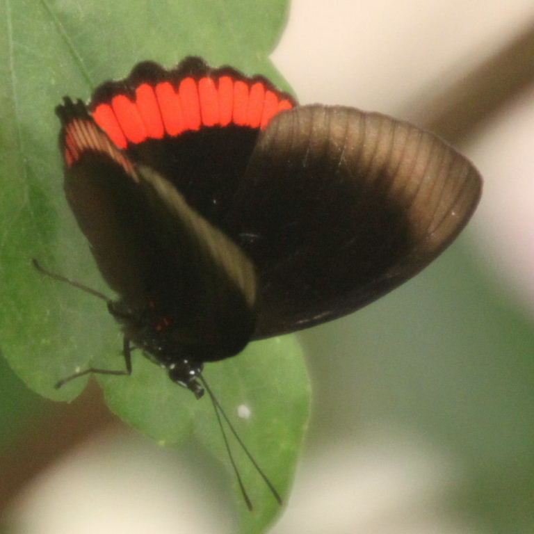 Red Rim Butterfly