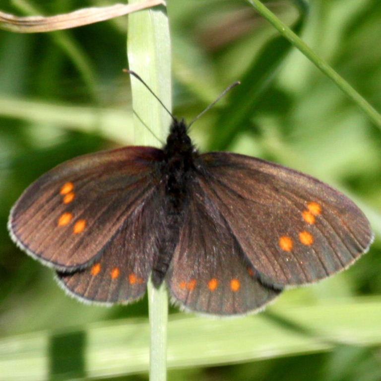 Erebia turanica Ringlet Butterfly
