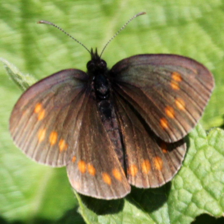 Erebia turanica Ringlet Butterfly