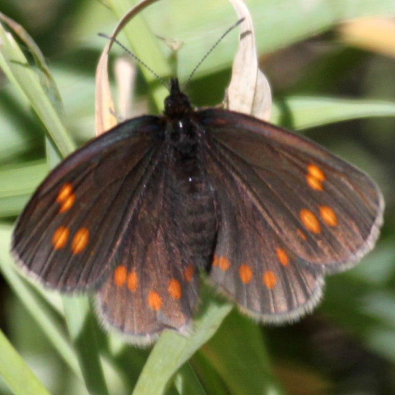 Erebia turanica Ringlet Butterfly