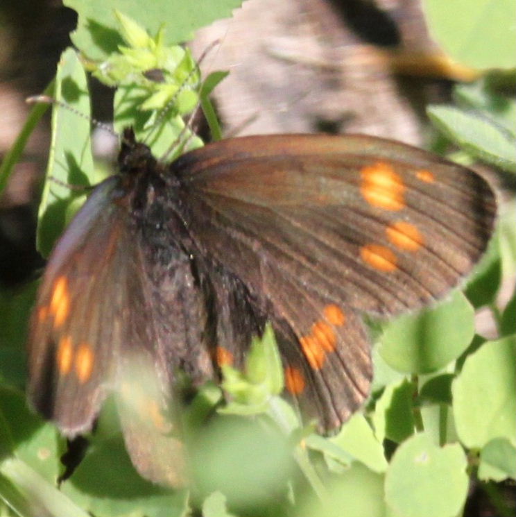 Erebia turanica Ringlet Butterfly
