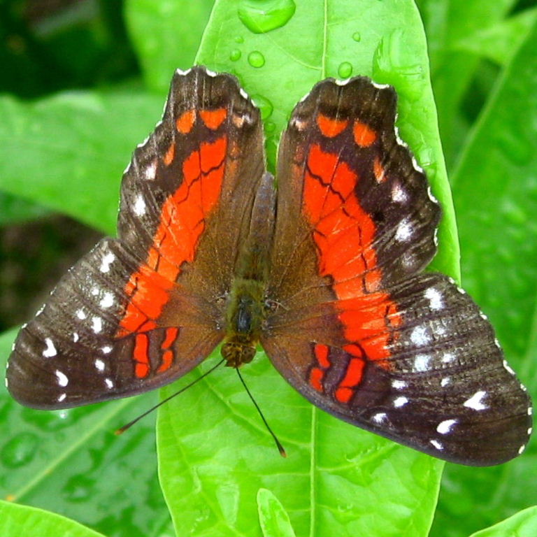 Scarlet Peacock Butterfly