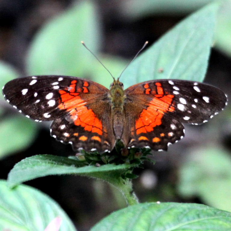 Scarlet Peacock Butterfly