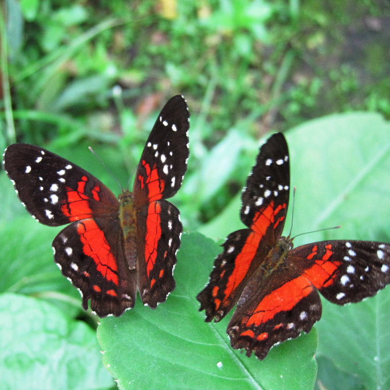 Scarlet Peacock Butterfly