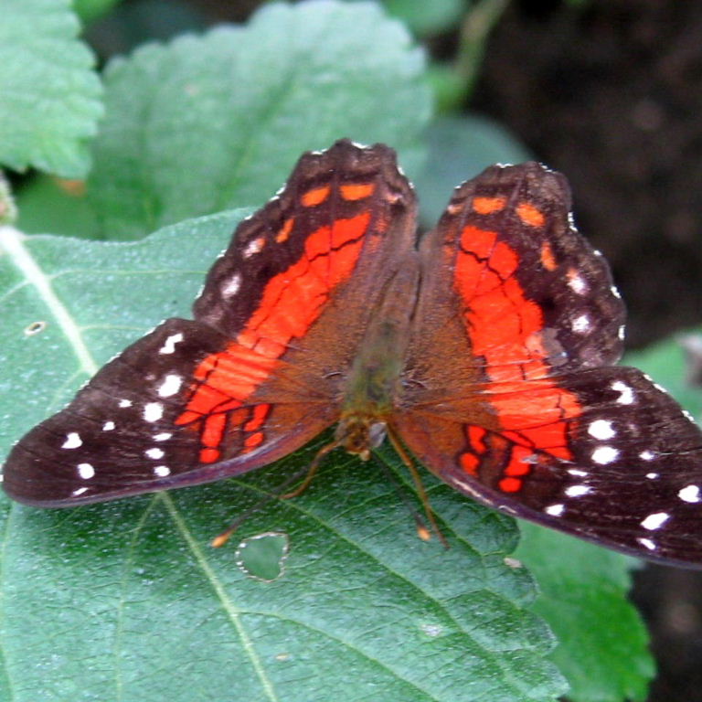 Scarlet Peacock Butterfly