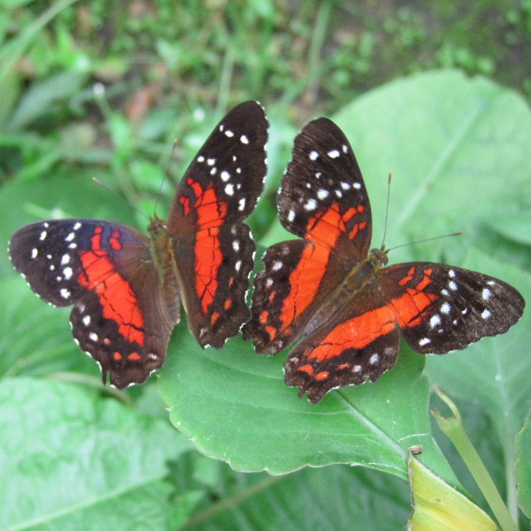 Scarlet Peacock Butterfly