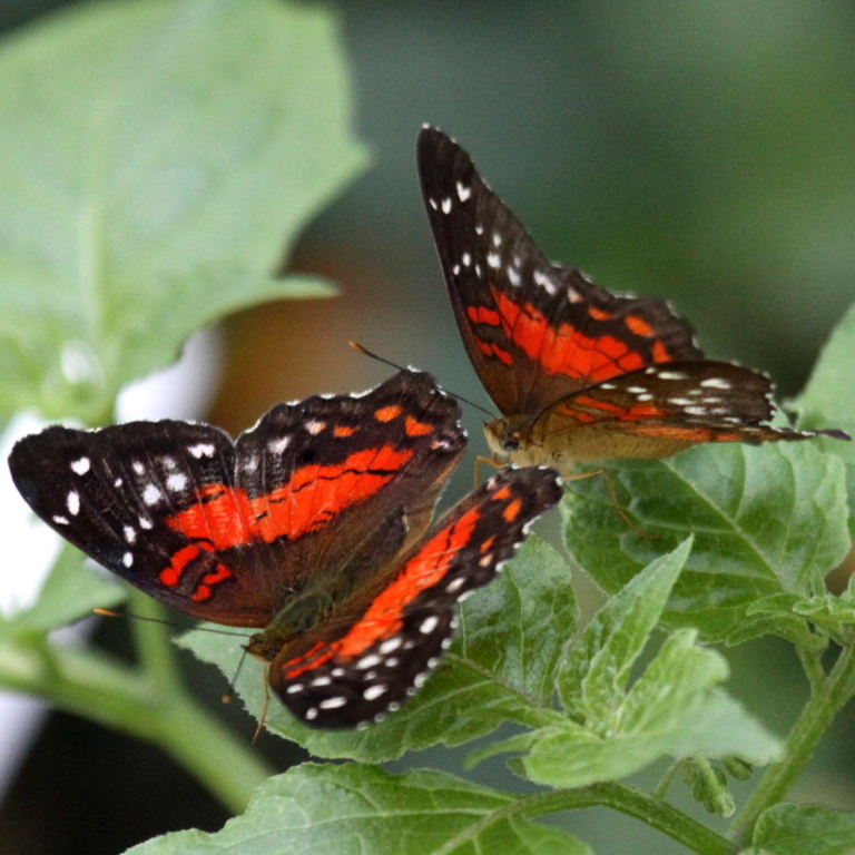 Scarlet Peacock Butterfly