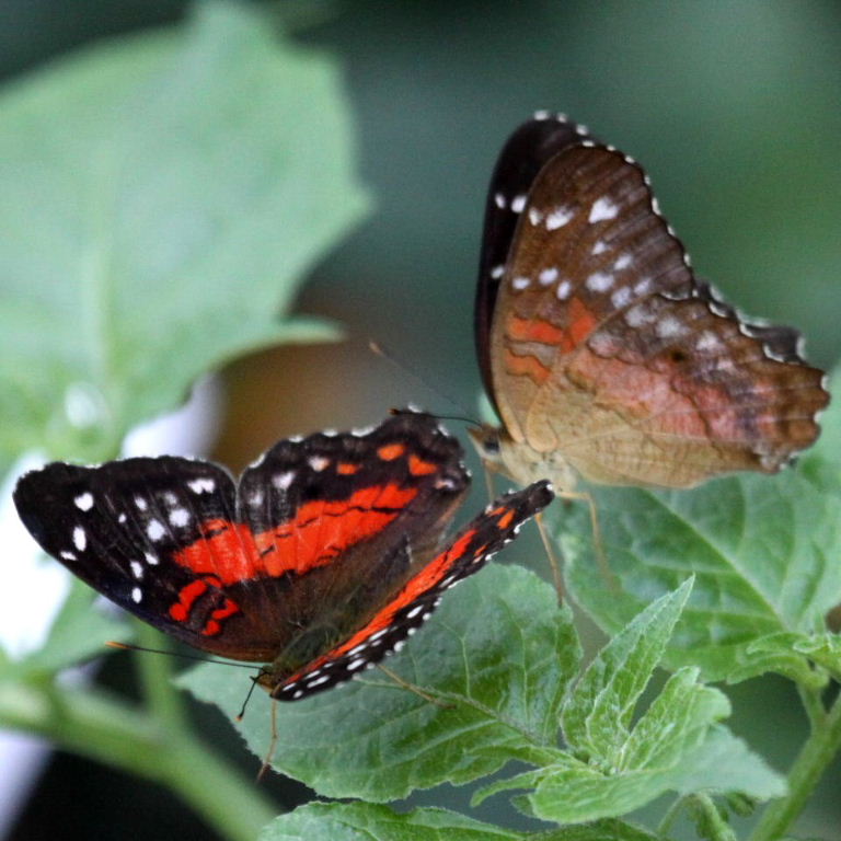 Scarlet Peacock Butterfly