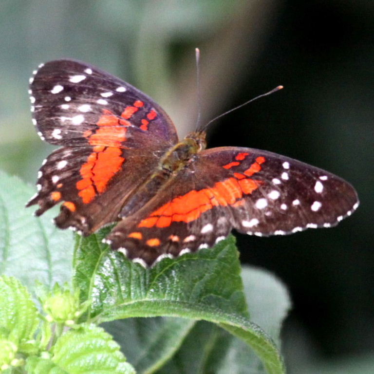 Scarlet Peacock Butterfly
