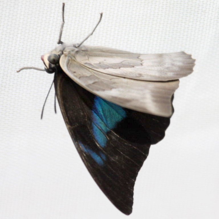 Banded King Shoemaker Butterfly