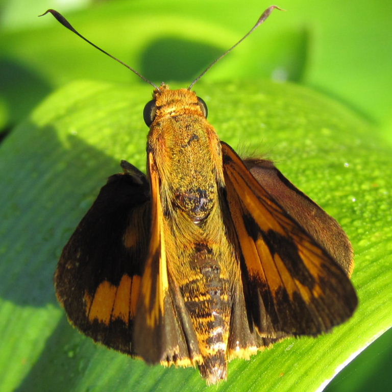 Orange Palm Dart Butterfly