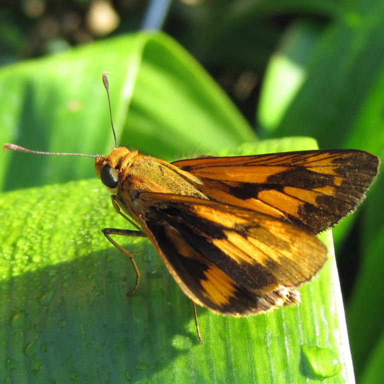 Orange Palm Dart Butterfly