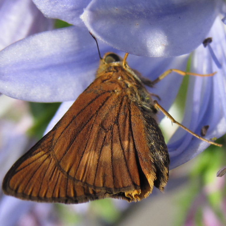 Orange Palm Dart Butterfly