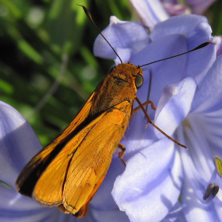 Orange Palm Dart Butterfly