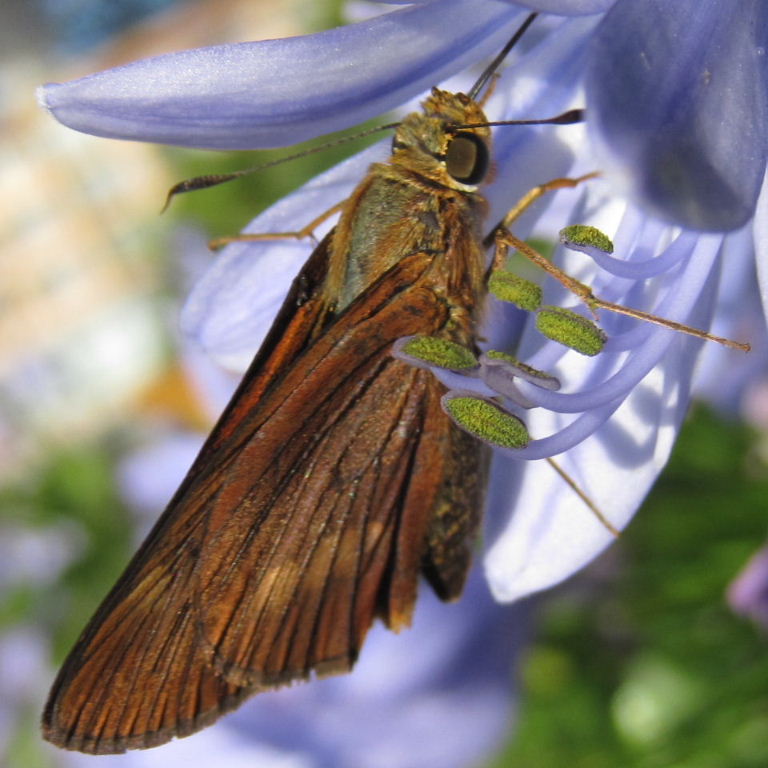 Orange Palm Dart Butterfly