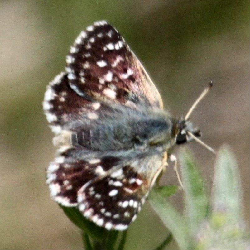 Hungarian Skipper Butterfly