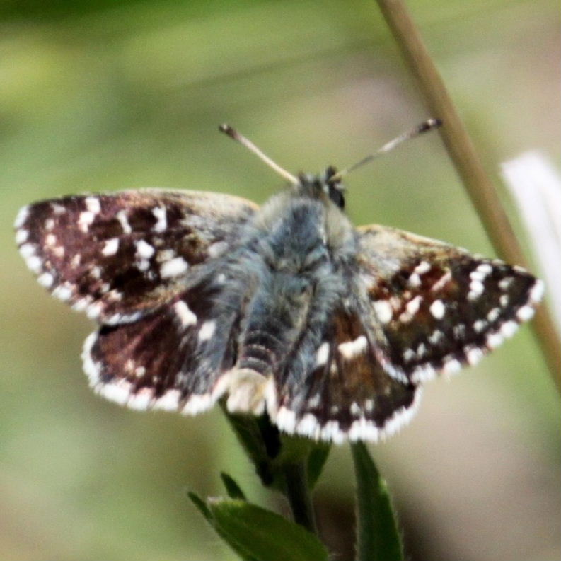 Hungarian Skipper Butterfly