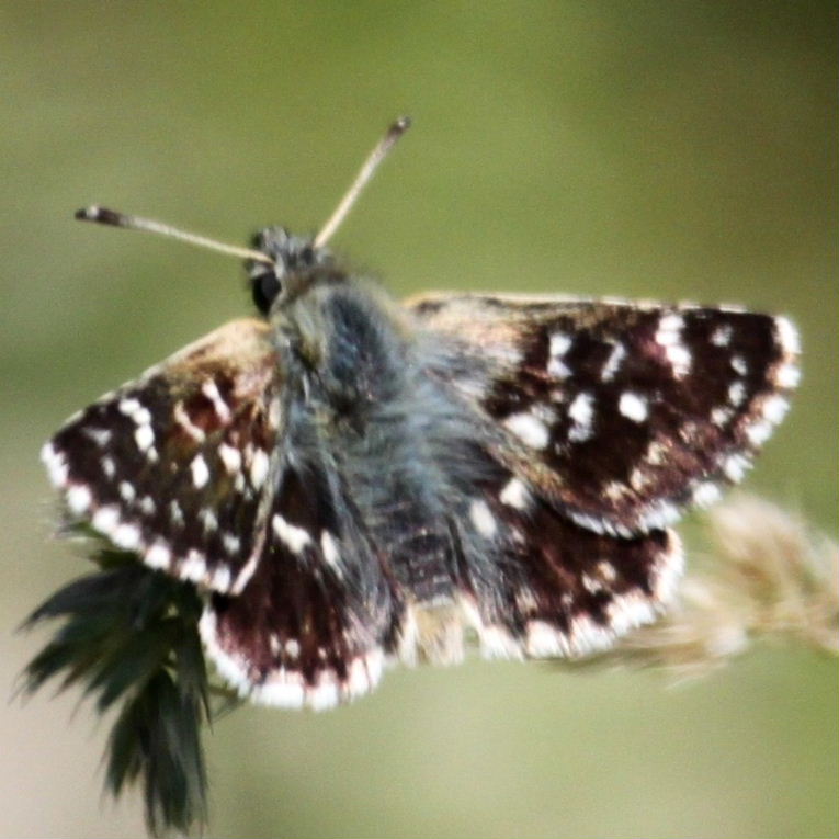 Hungarian Skipper Butterfly