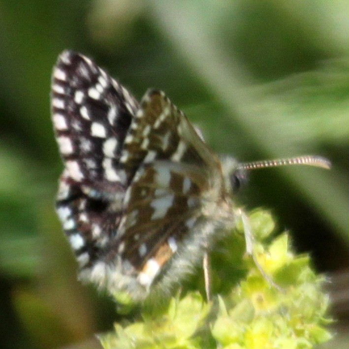 Hungarian Skipper Butterfly side