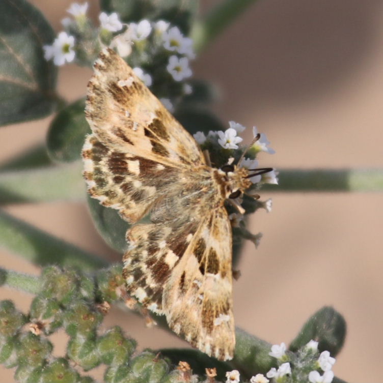 Oriental Marbled Skipper Butterfly