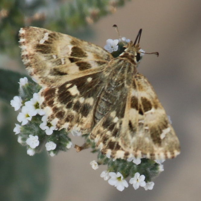 Oriental Marbled Skipper Butterfly